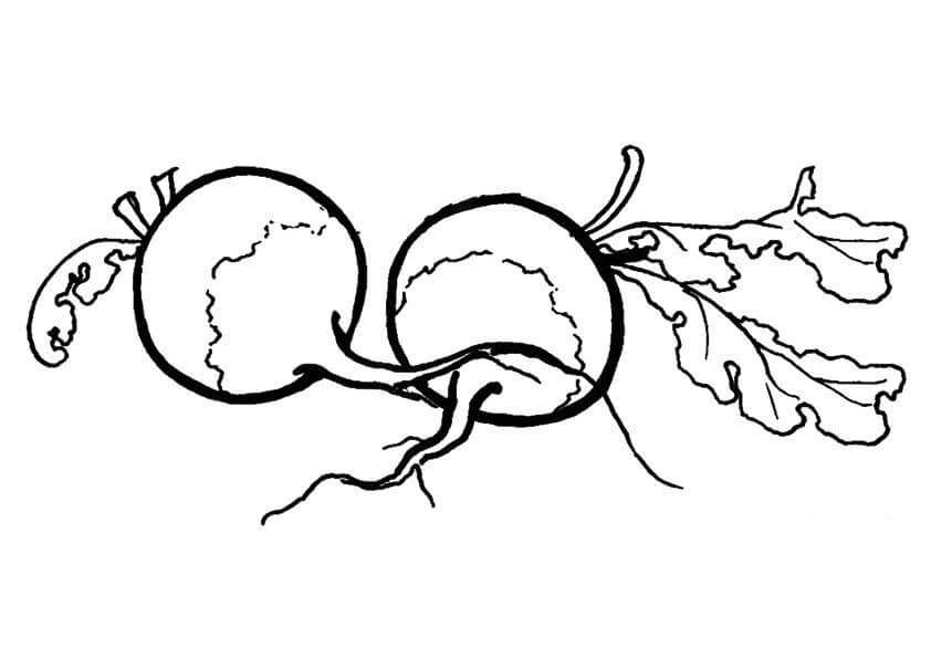 dibujo dos rabanos para colorear