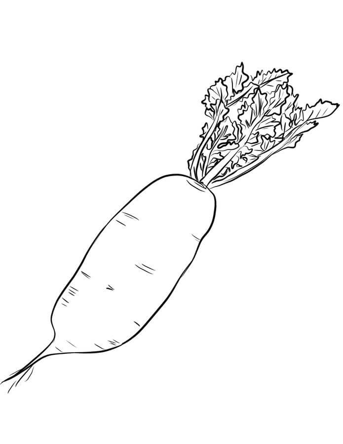 dibujo rabano basico para colorear