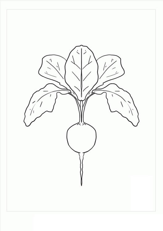 dibujo rabano cereza para colorear