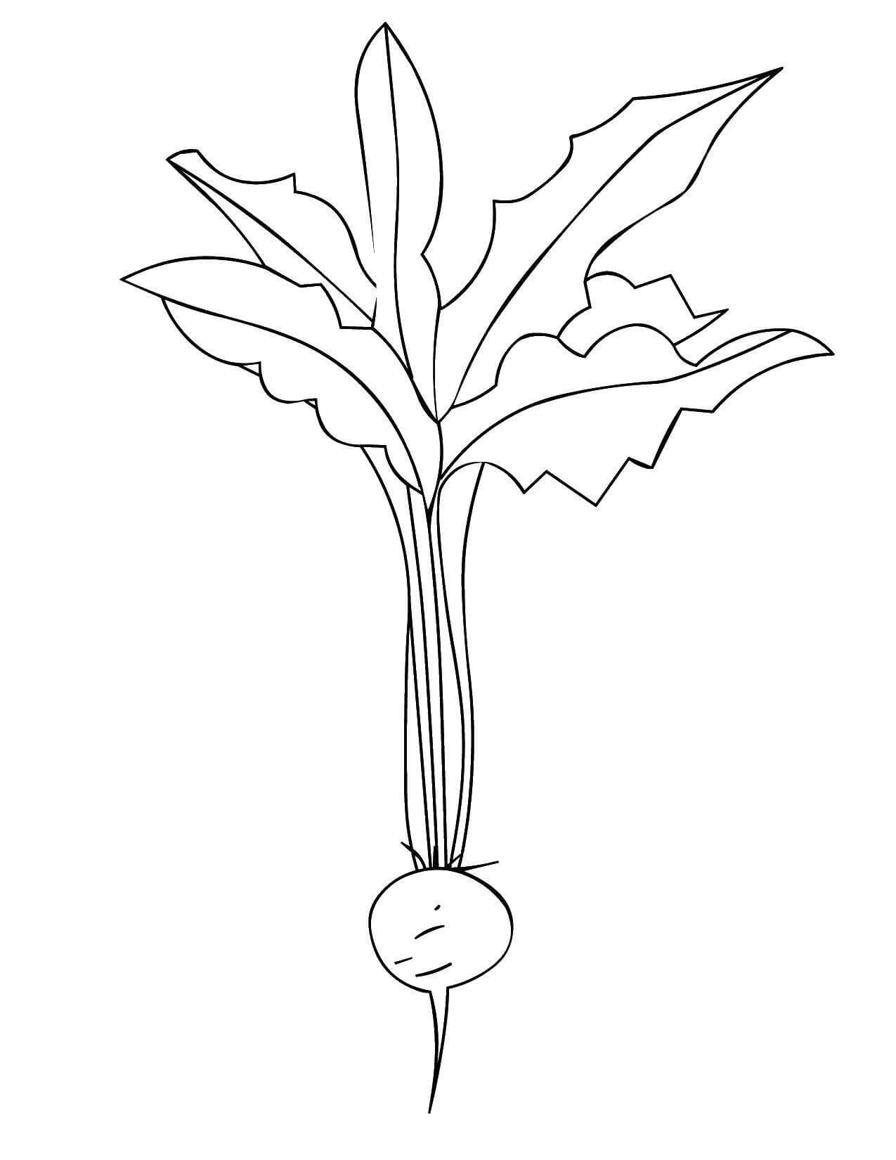 dibujo rabano con hoja para colorear