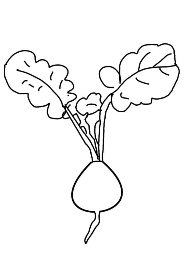 dibujo rabano imprimible para colorear
