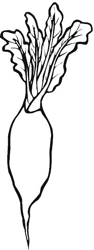 dibujo rabano normal para colorear