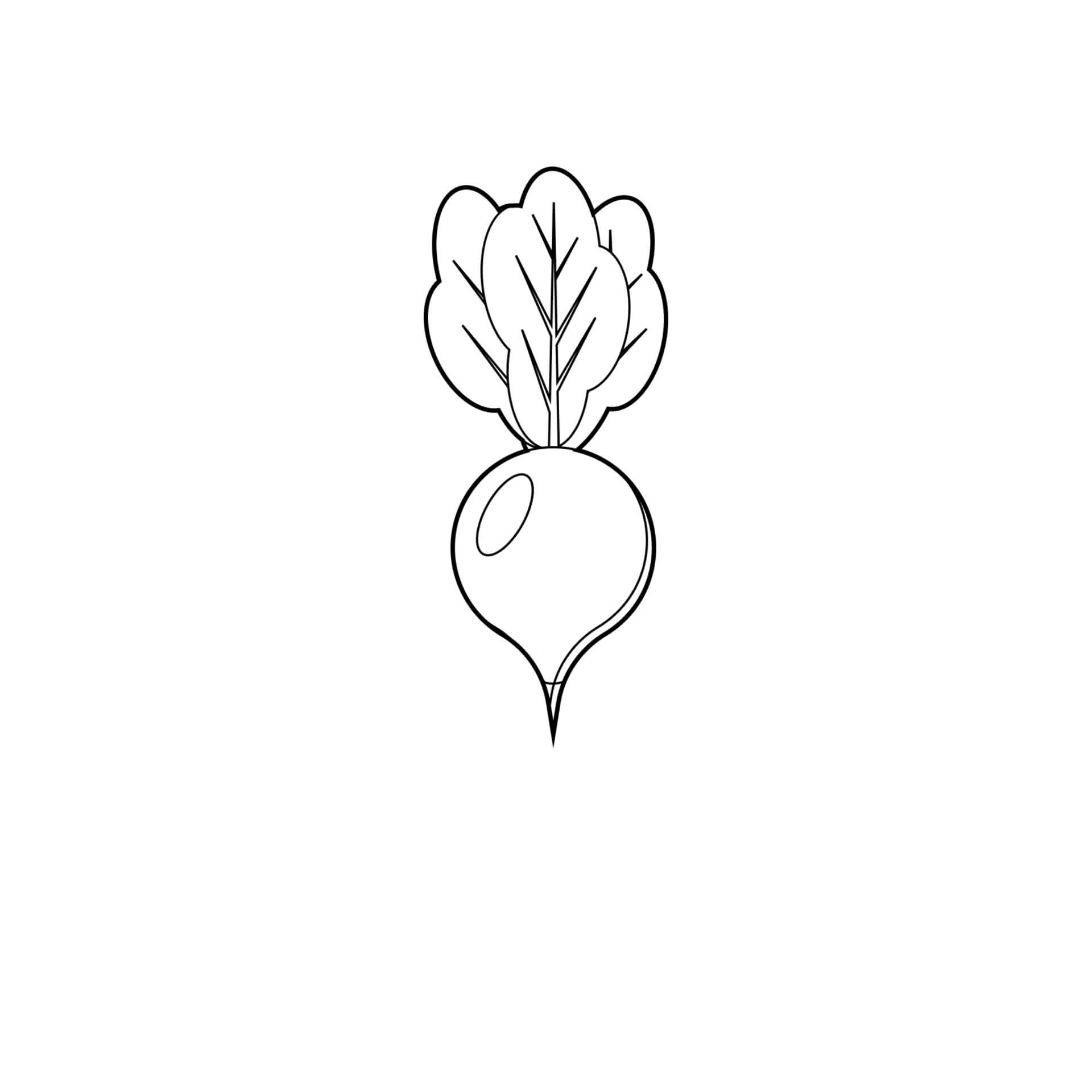 dibujo rabano pdf para colorear