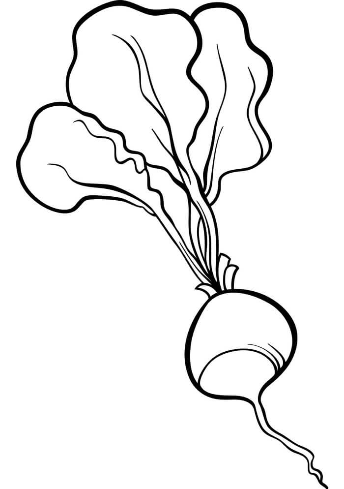 dibujo rabano simple para colorear