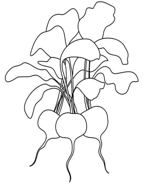dibujo tres rabanos basicos para colorear