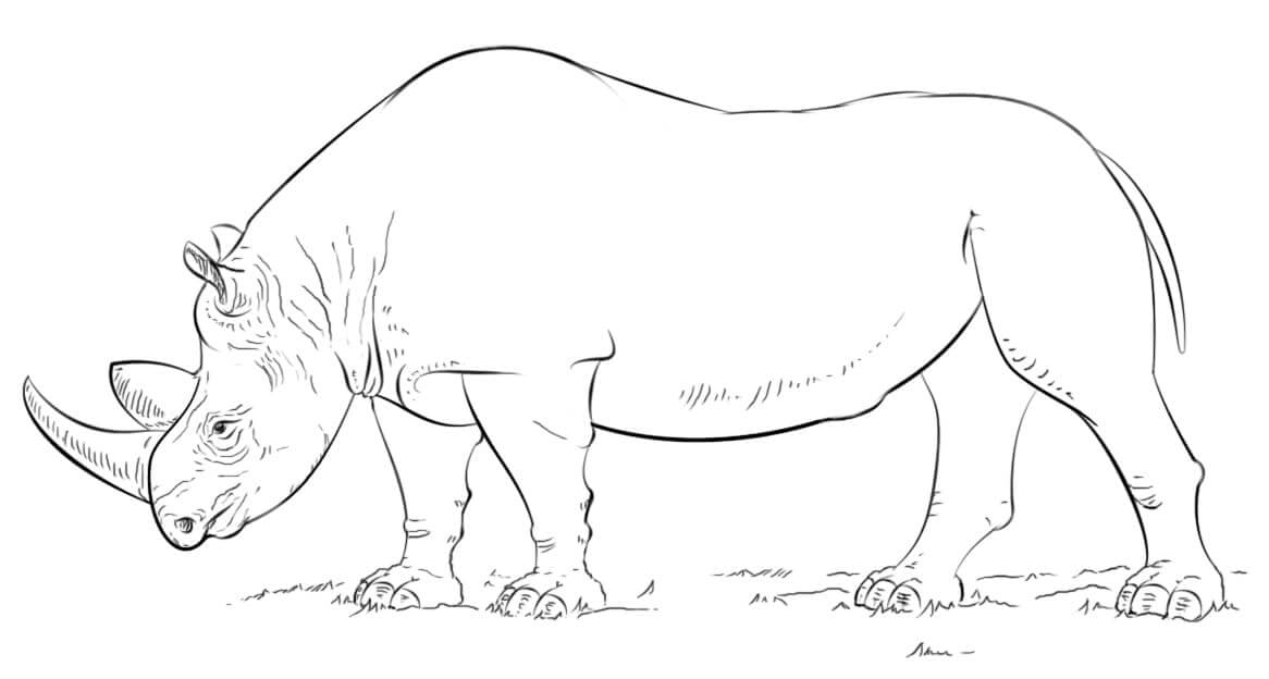 dibujo rinoceronte asiatico para colorear