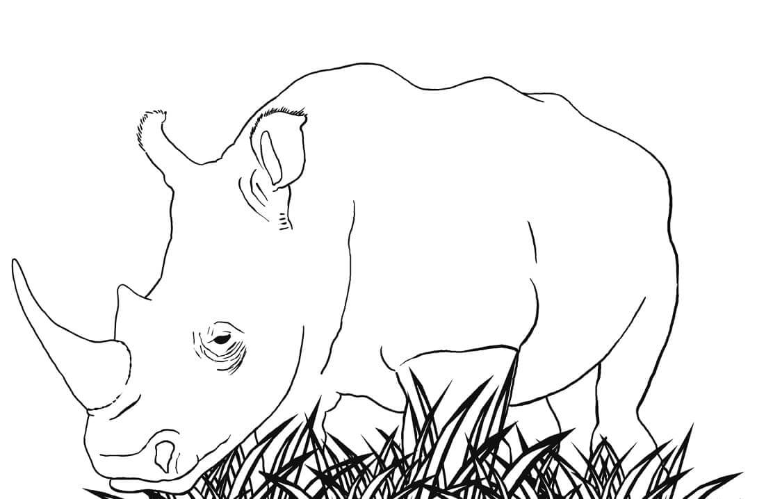 dibujo rinoceronte blanco para colorear