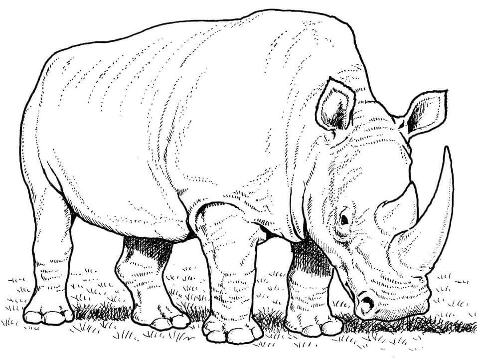 dibujo rinoceronte caminando para colorear