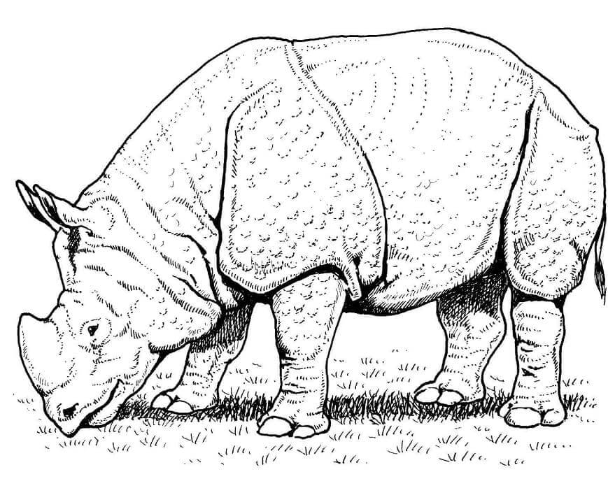 dibujo rinoceronte indio para colorear
