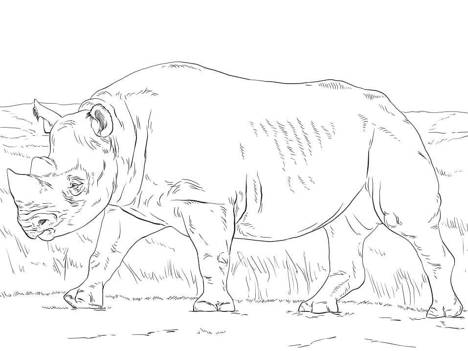 dibujo rinoceronte negro para colorear