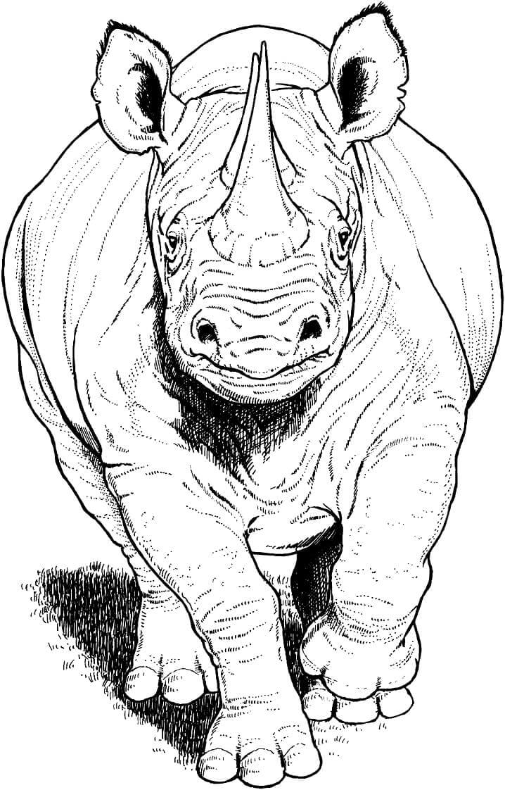 dibujo rinoceronte normal para colorear