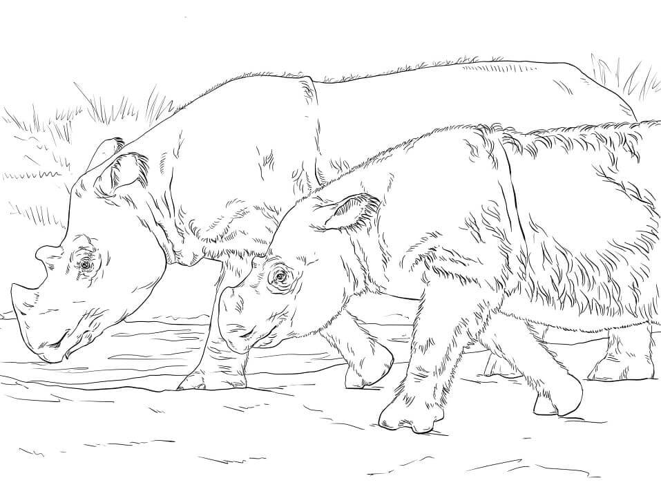 dibujo rinoceronte para colorear