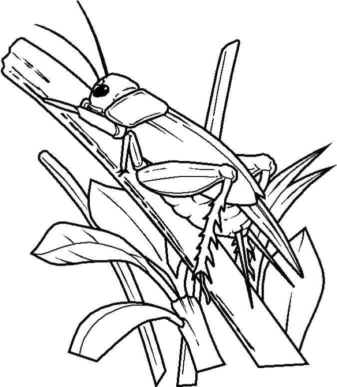 dibujo adorable saltamontes para colorear