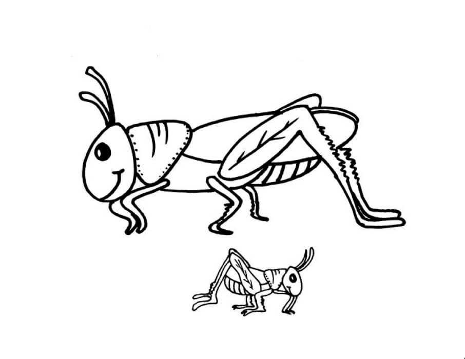 dibujo dos saltamontes para colorear
