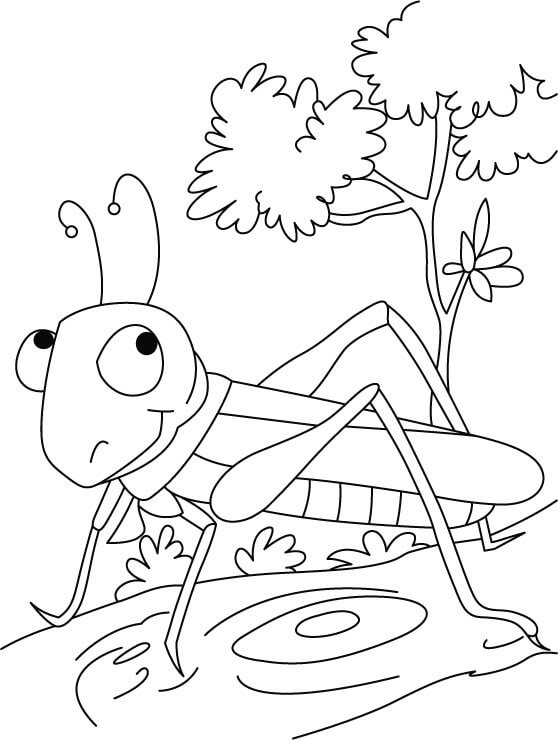 dibujo el showstopper saltamontes para colorear