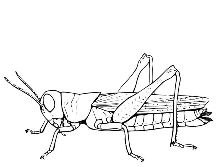 dibujo g y saltamontes para colorear