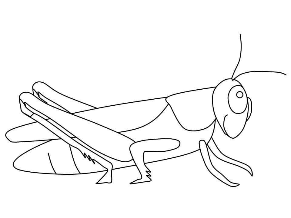 dibujo increible saltamontes para colorear