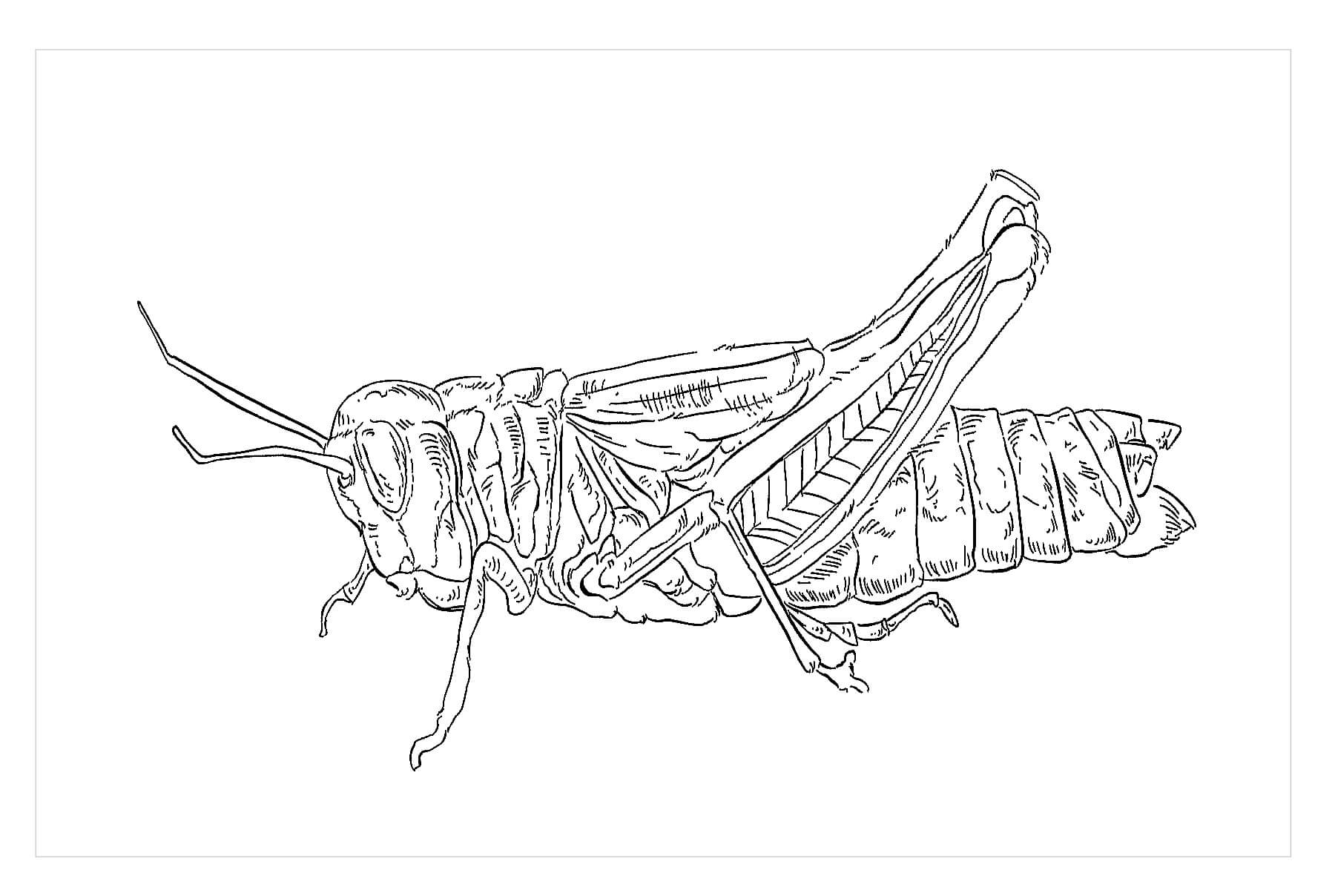 dibujo saltamontes arcoiris para colorear