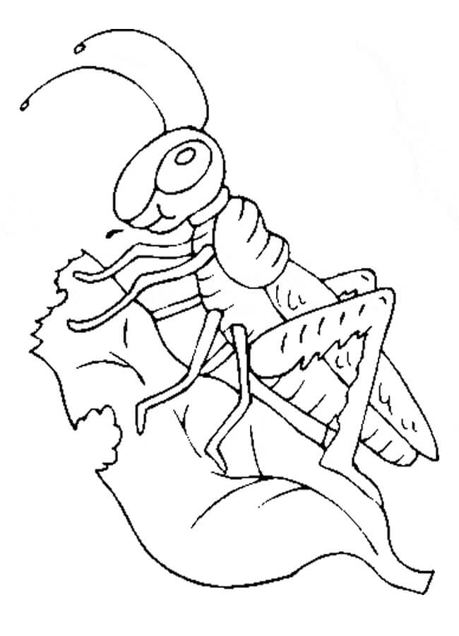 dibujo saltamontes comiendo hierba para colorear