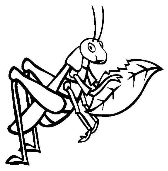 dibujo saltamontes comiendo hojas para colorear