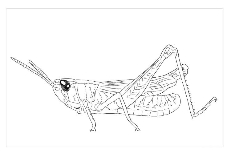 dibujo saltamontes de pradera para colorear