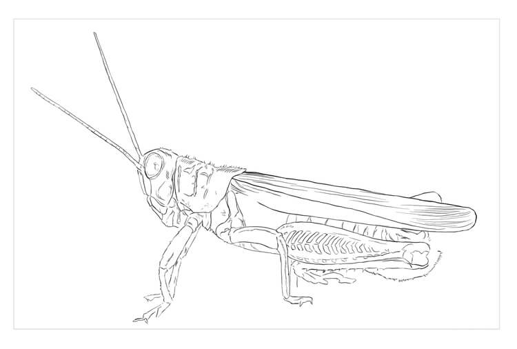 dibujo saltamontes diferencial para colorear