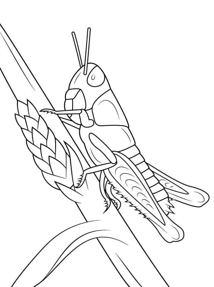 dibujo saltamontes joven para colorear