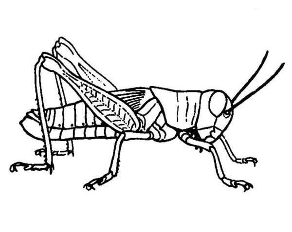 dibujo saltamontes normal para colorear