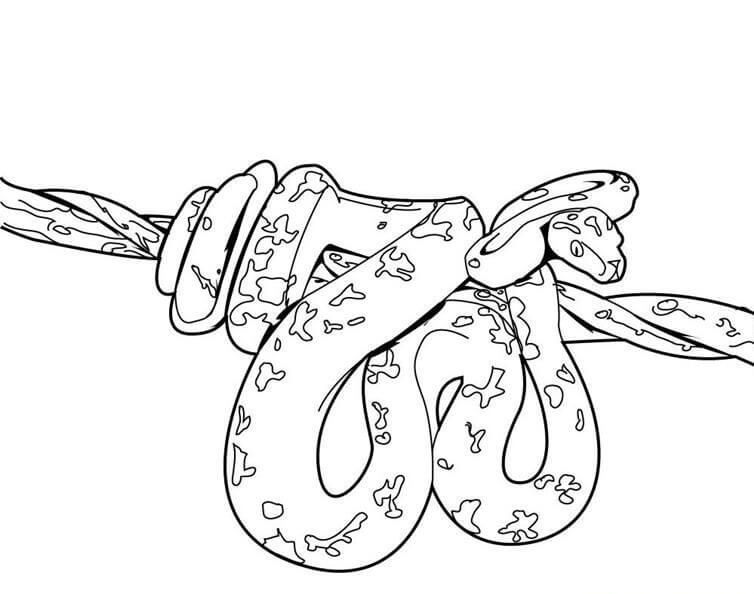 dibujo piton en una rama arbol para colorear