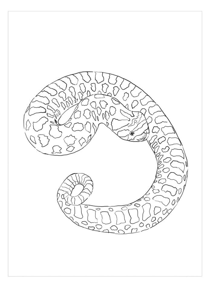 dibujo serpiente nariz de cerdo para colorear