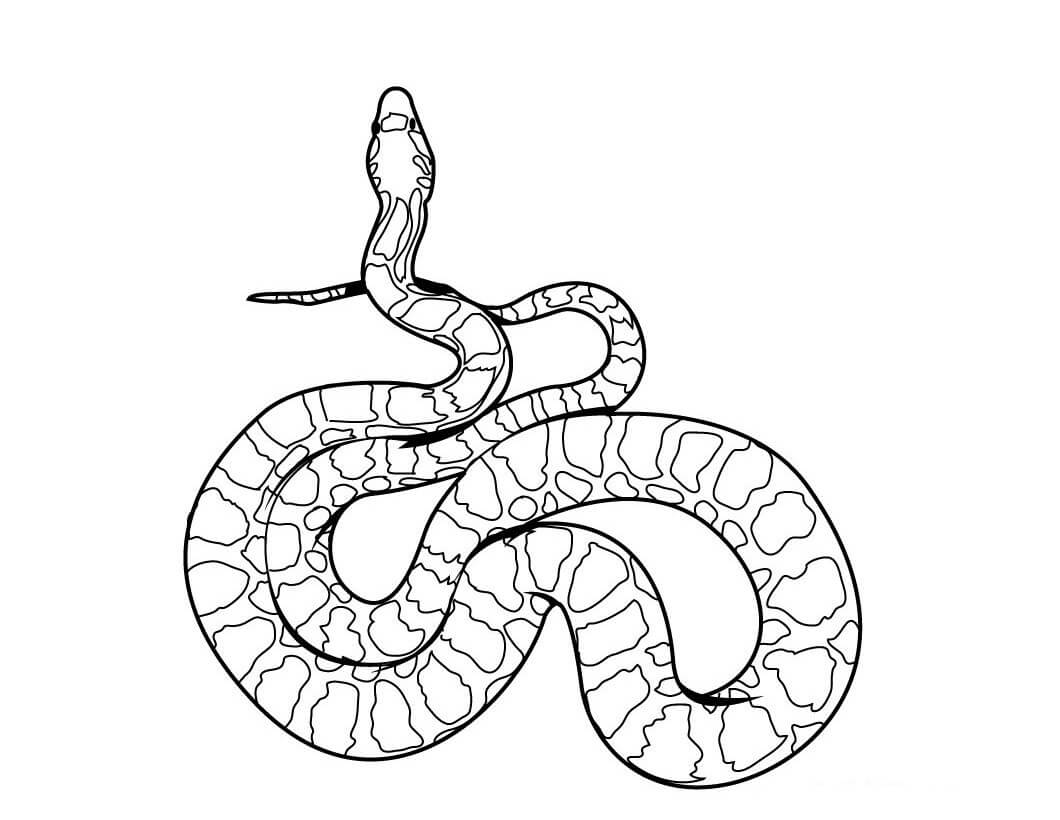 dibujo serpiente sencilla para colorear
