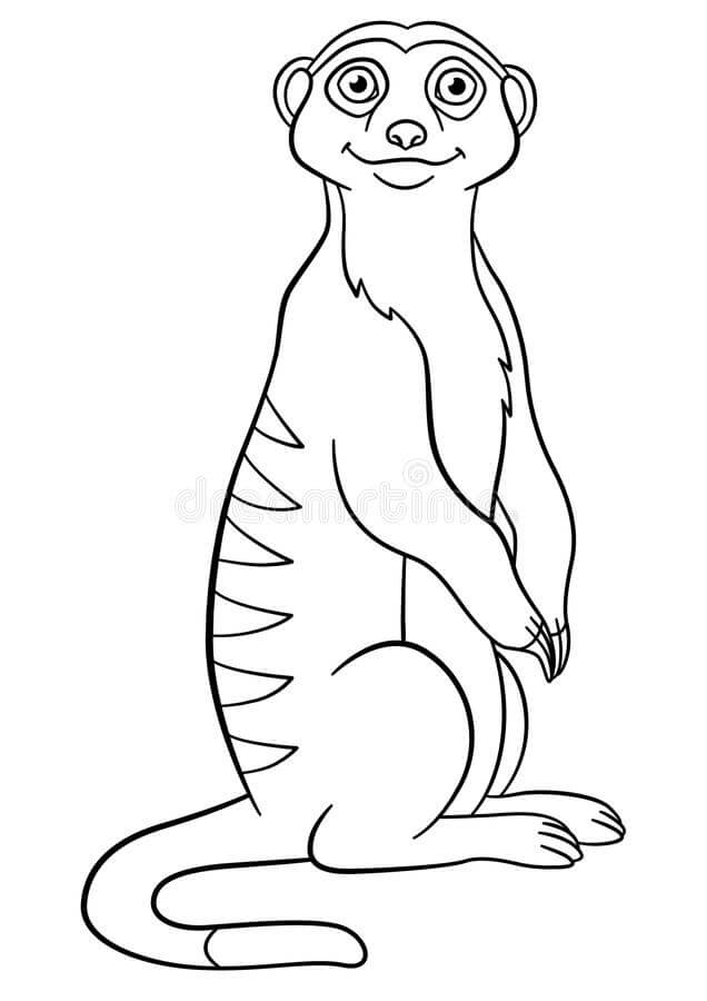 dibujo pequeno suricata sonriendo para colorear