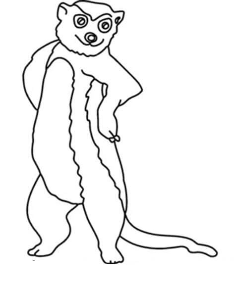 dibujo suricata facil de pie para colorear