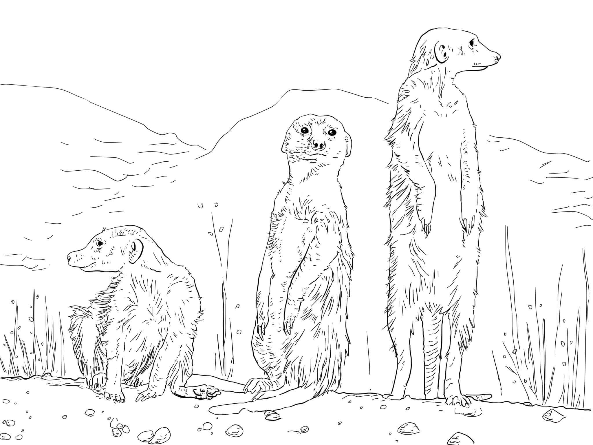 dibujo tres suricata lindo para colorear