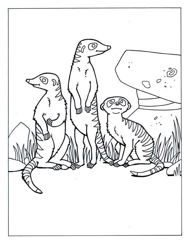 dibujo tres suricata para colorear