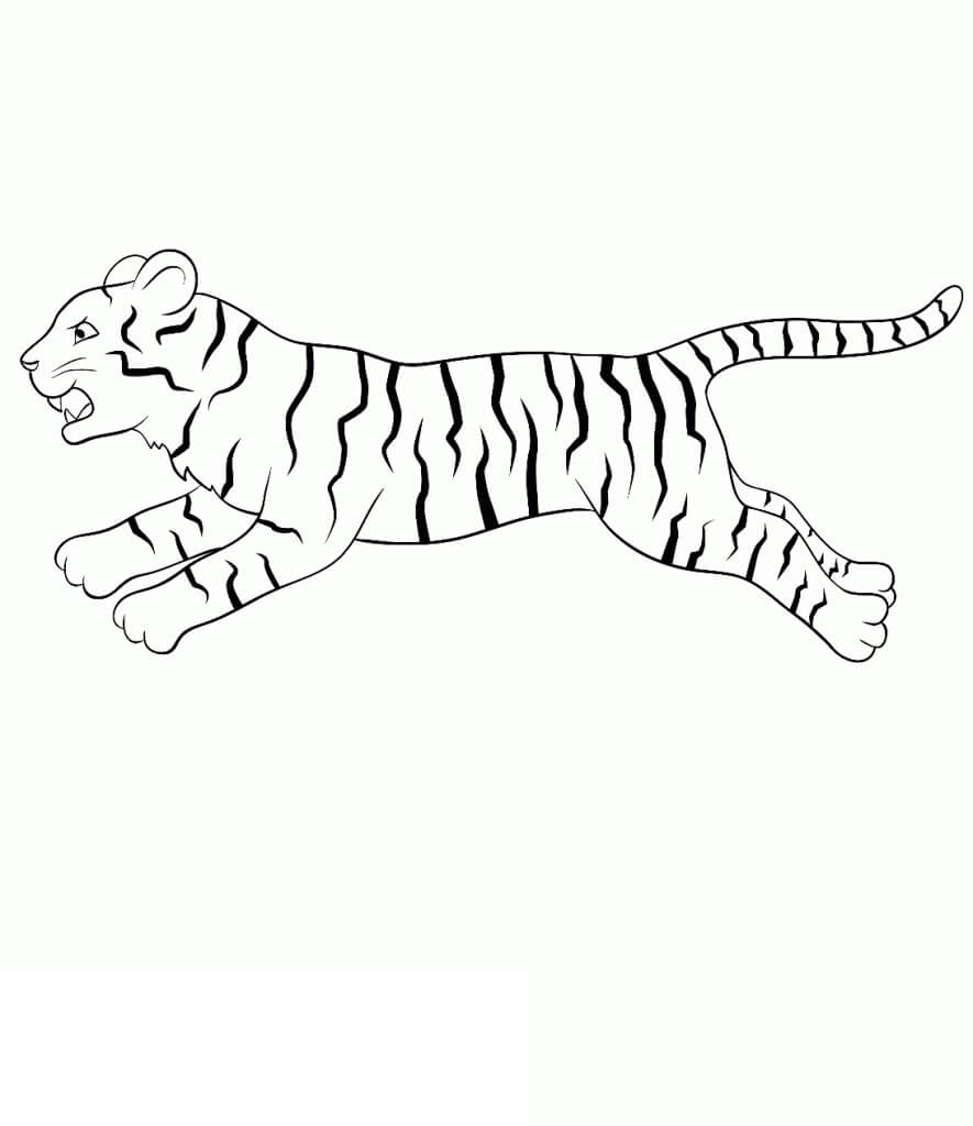 dibujo carrera de tigre basica para colorear
