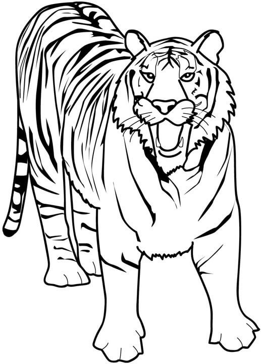 dibujo gran tigre para colorear