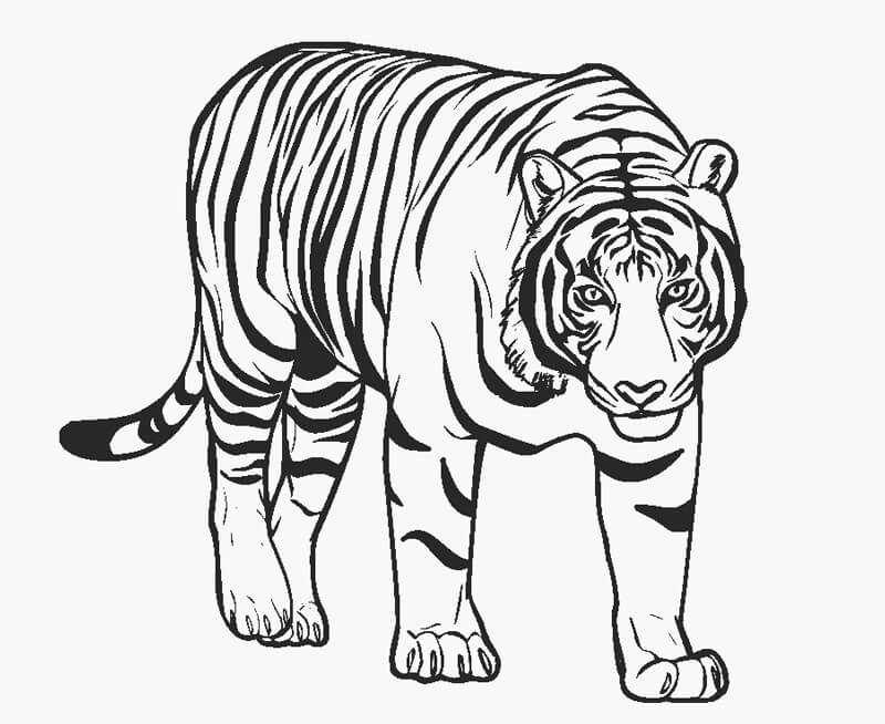 dibujo impresionante tigre para colorear