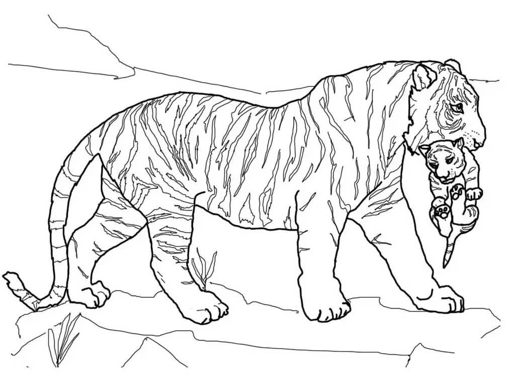 dibujo madre tigre cargando bebe tigre para colorear