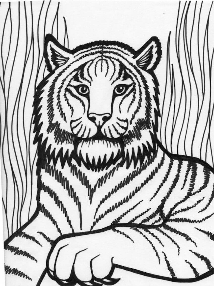 dibujo tigre imprimible para colorear