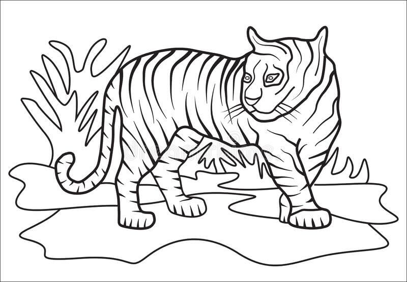 dibujo tigre normal para colorear