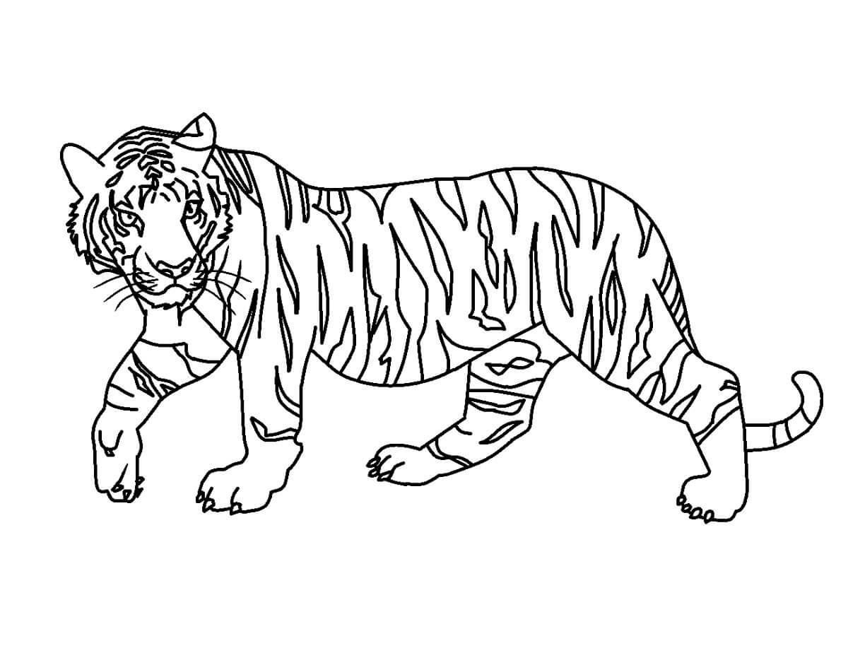 dibujo tigre sencillo para colorear