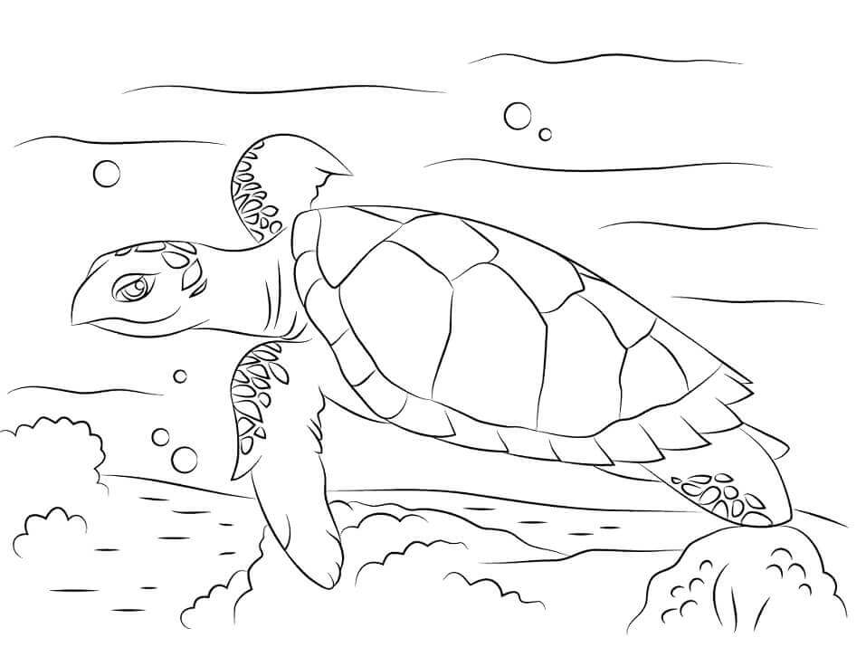 dibujo linda tortuga carey para colorear