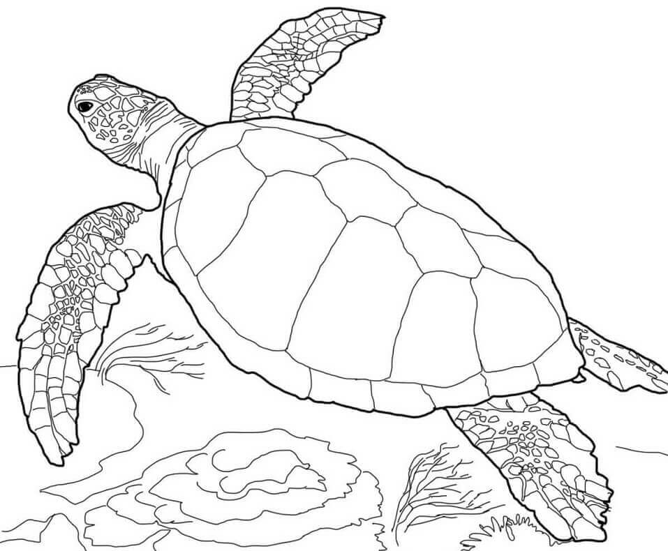 dibujo tortuga basica para colorear