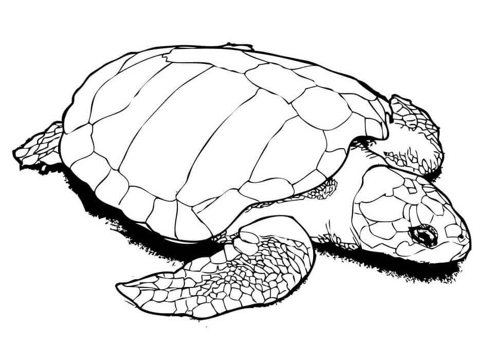 dibujo tortuga blanco y negro para colorear
