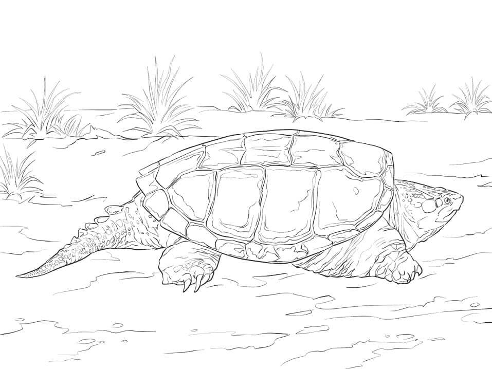 dibujo tortuga boba para colorear