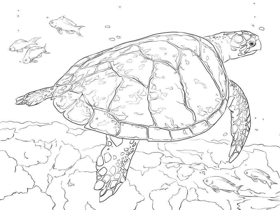dibujo tortuga carey para colorear