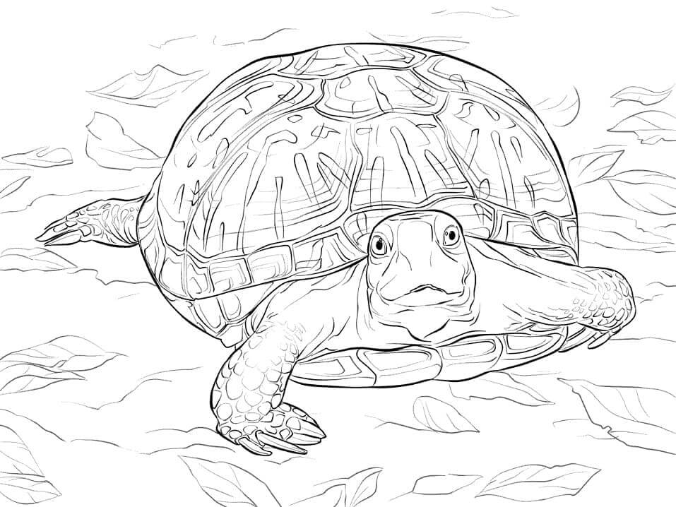 dibujo tortuga de caja adornada para colorear