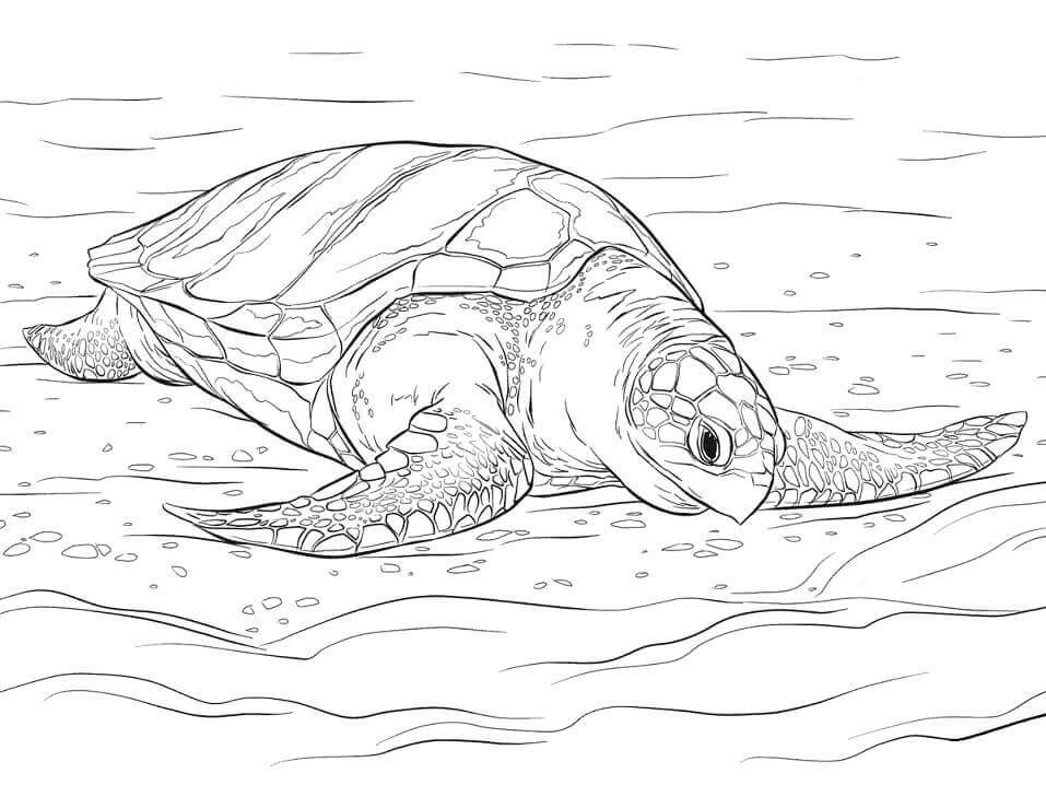 dibujo tortuga golfina para colorear
