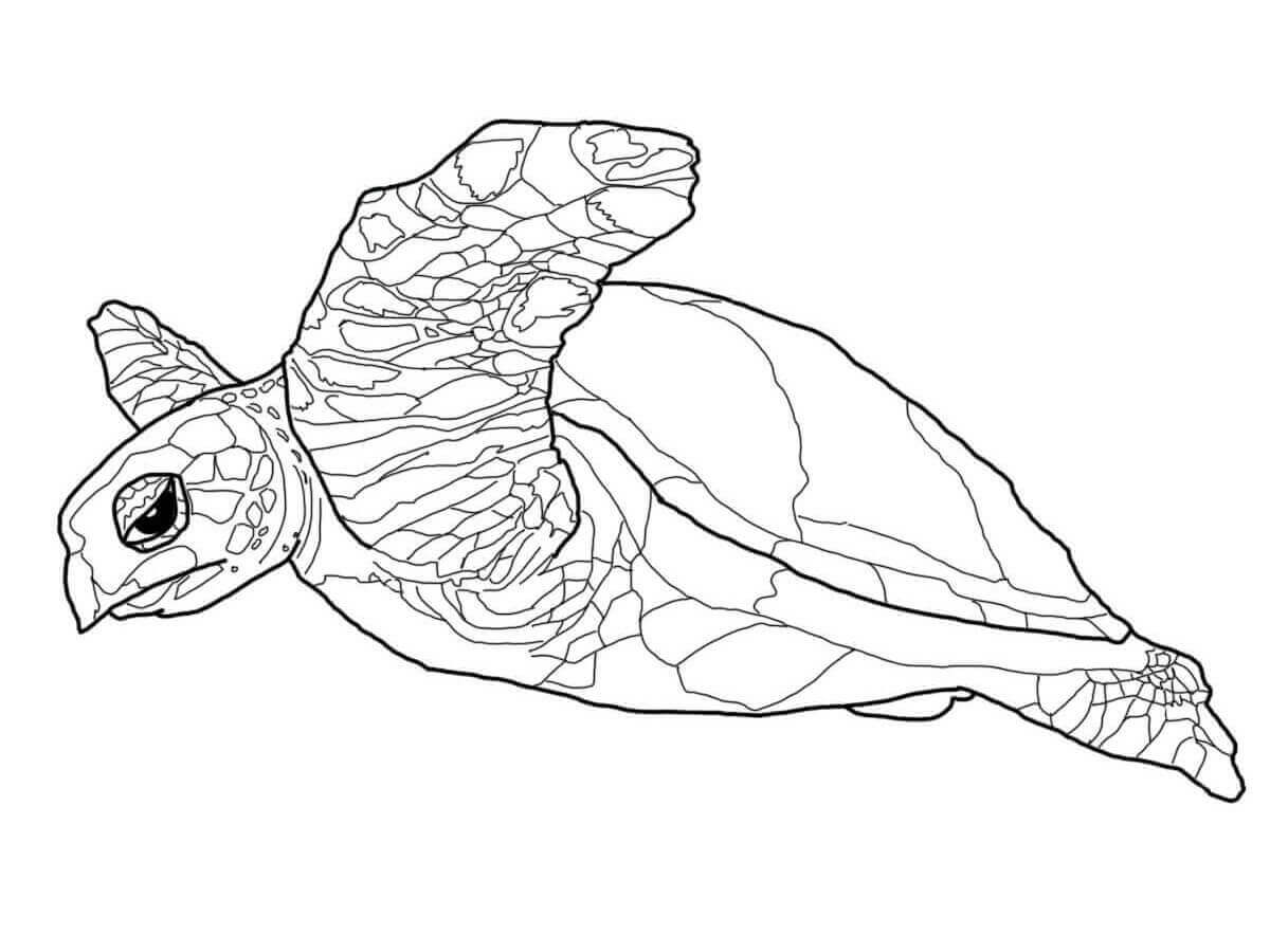 dibujo tortuga impresionante para colorear